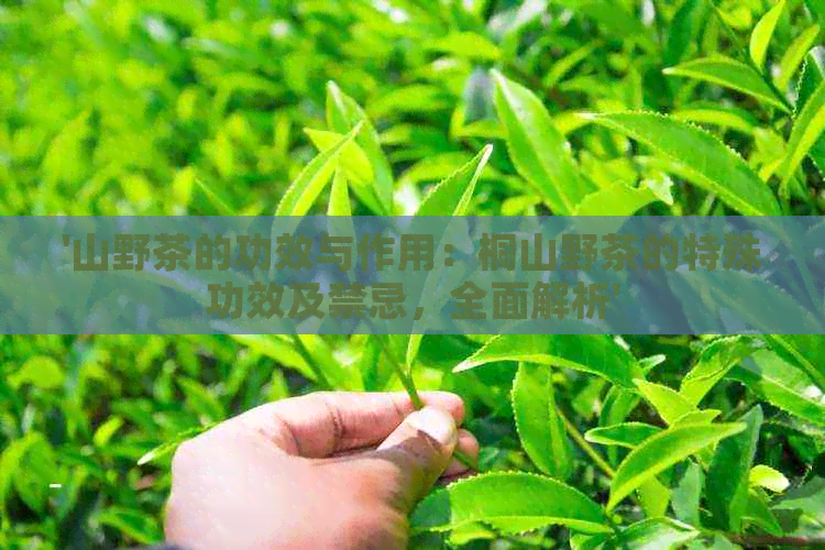 '山野茶的功效与作用：桐山野茶的特殊功效及禁忌，全面解析'