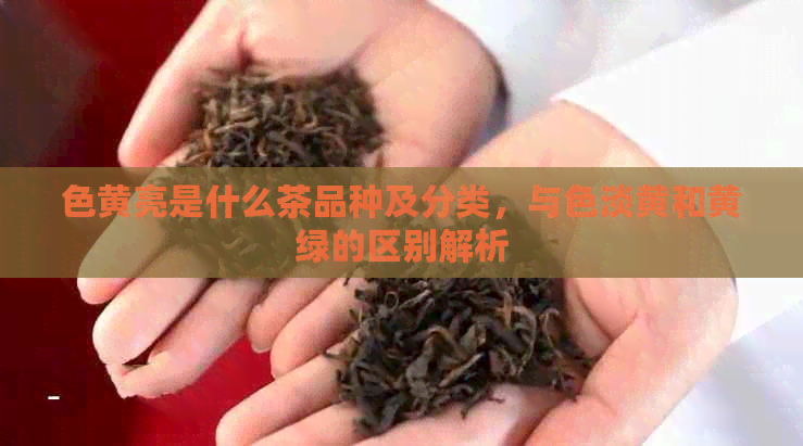 色黄亮是什么茶品种及分类，与色淡黄和黄绿的区别解析