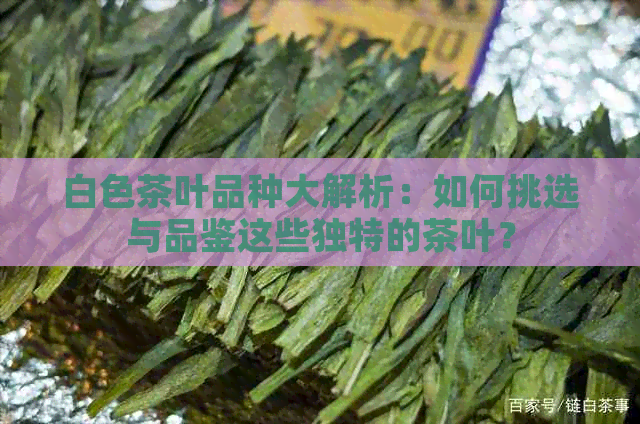 白色茶叶品种大解析：如何挑选与品鉴这些独特的茶叶？