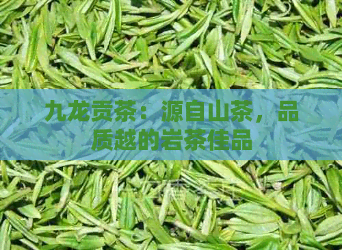 九龙贡茶：源自山茶，品质越的岩茶佳品