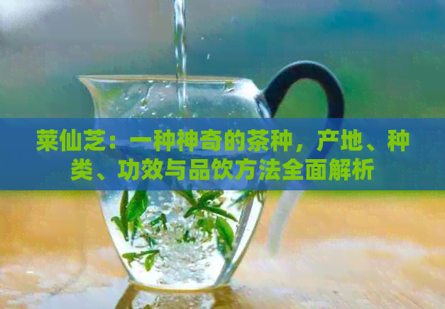 莱仙芝：一种神奇的茶种，产地、种类、功效与品饮方法全面解析