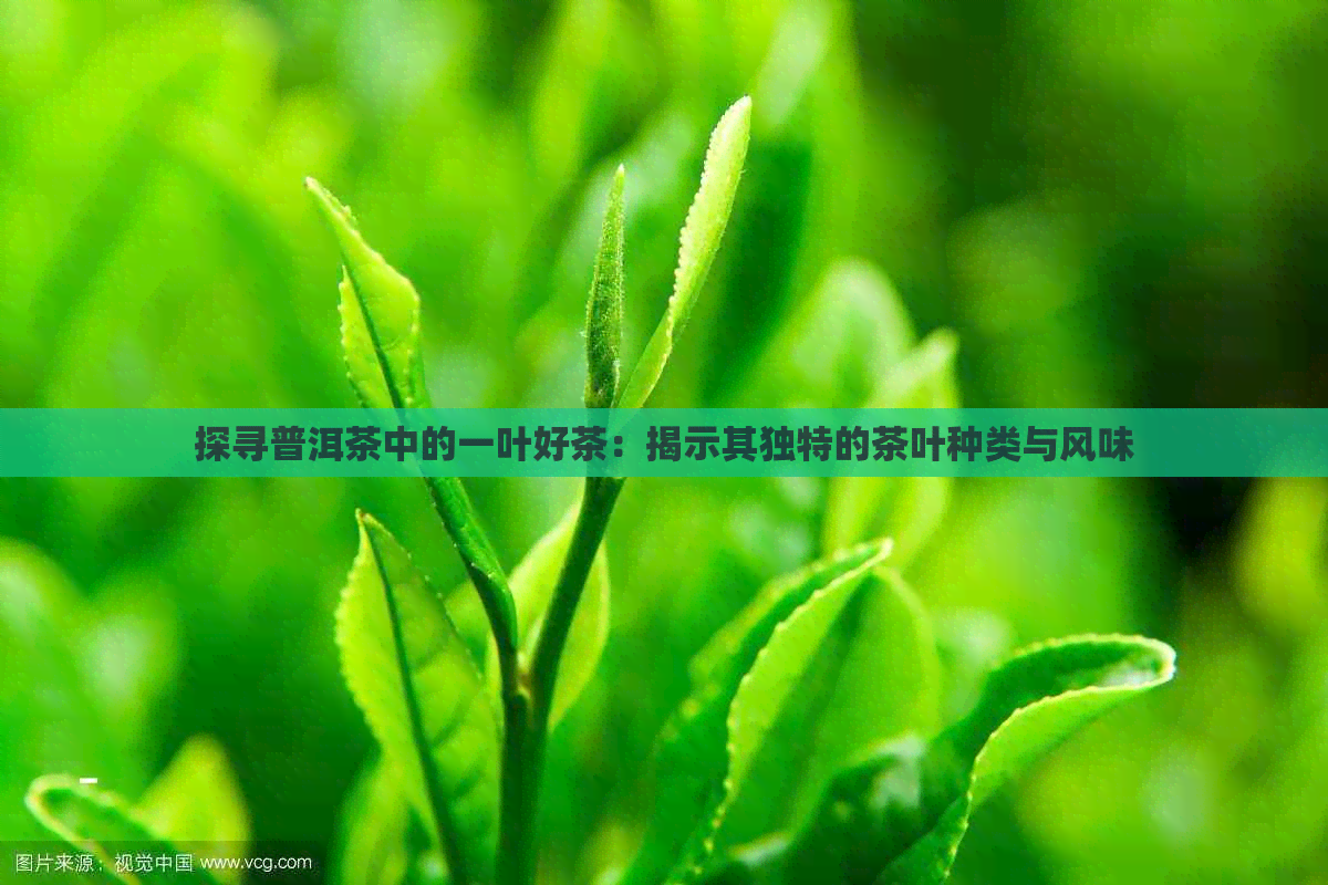 探寻普洱茶中的一叶好茶：揭示其独特的茶叶种类与风味