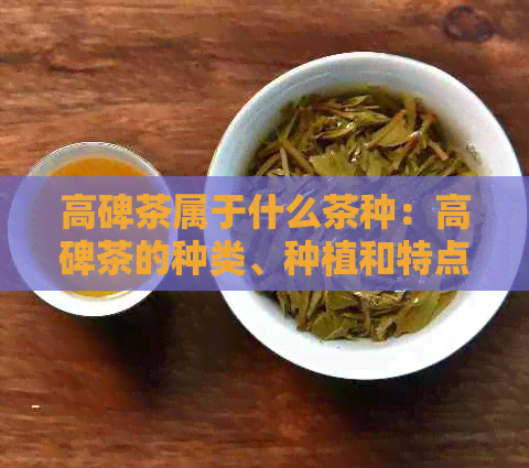 高碑茶属于什么茶种：高碑茶的种类、种植和特点解析