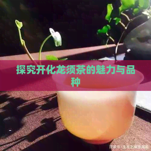 探究开化龙须茶的魅力与品种