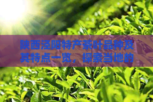 陕西泾阳特产茶叶品种及其特点一览，探索当地的茶叶种类