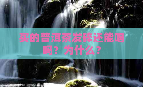 买的普洱茶发碎还能喝吗？为什么？