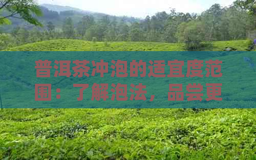 普洱茶冲泡的适宜度范围：了解泡法，品尝更美味的普洱茶