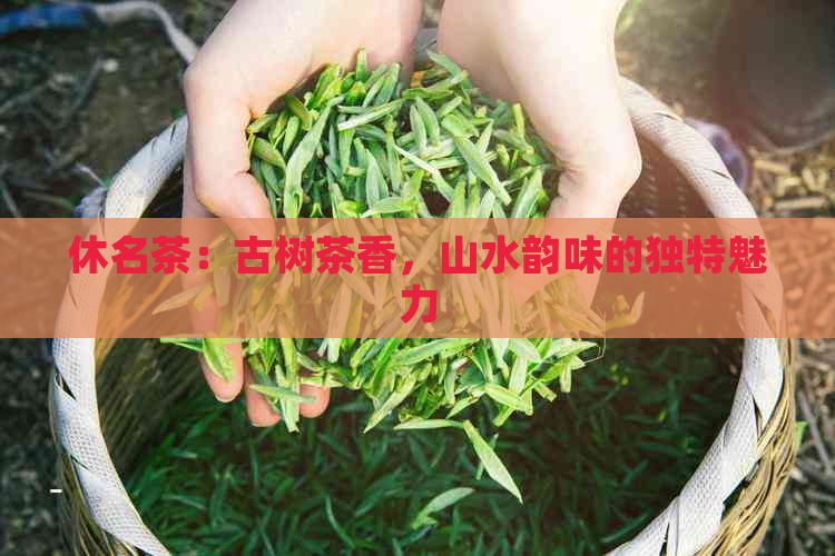 休名茶：古树茶香，山水韵味的独特魅力