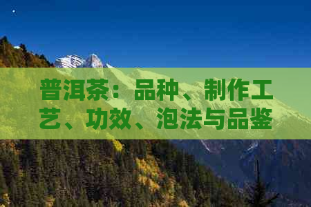 普洱茶：品种、制作工艺、功效、泡法与品鉴全解析