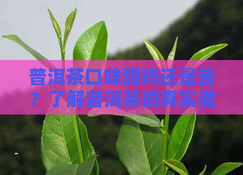 普洱茶口味甜吗还是苦？了解普洱茶的真实滋味