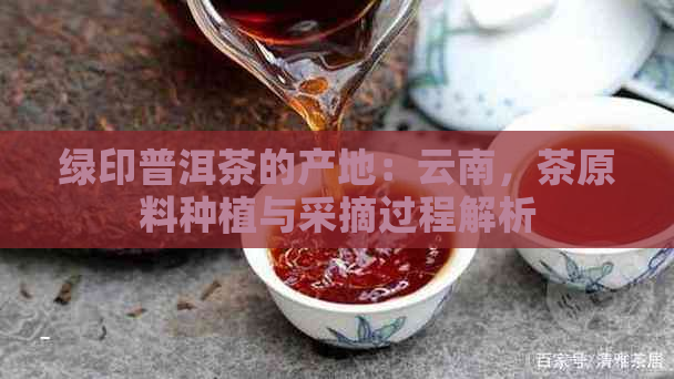 绿印普洱茶的产地：云南，茶原料种植与采摘过程解析