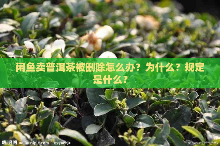 闲鱼卖普洱茶被删除怎么办？为什么？规定是什么？