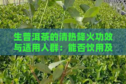 生普洱茶的清热降火功效与适用人群：能否饮用及注意事项