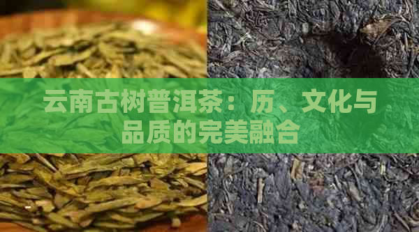 云南古树普洱茶：历、文化与品质的完美融合