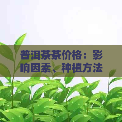 普洱茶茶价格：影响因素、种植方法和购买渠道全面解析