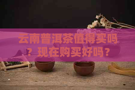 云南普洱茶值得买吗？现在购买好吗？