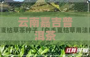 云南嘉吉普洱茶