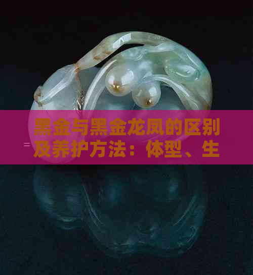 黑金与黑金龙凤的区别及养护方法：体型、生长与易养性对比