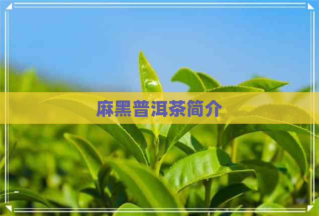 麻黑普洱茶简介