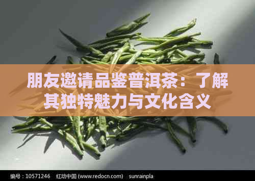 朋友邀请品鉴普洱茶：了解其独特魅力与文化含义