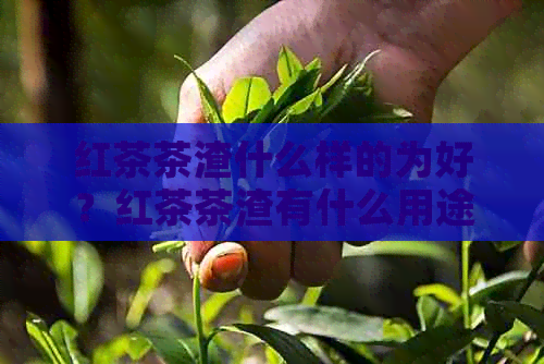 红茶茶渣什么样的为好？红茶茶渣有什么用途，可以养花吗？