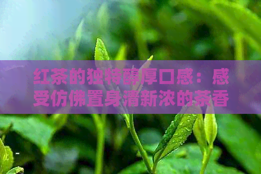 红茶的独特醇厚口感：感受仿佛置身清新浓的茶香世界