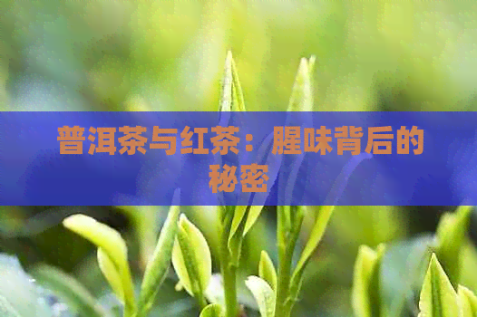 普洱茶与红茶：腥味背后的秘密