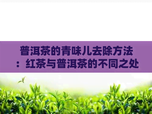 普洱茶的青味儿去除方法：红茶与普洱茶的不同之处揭秘