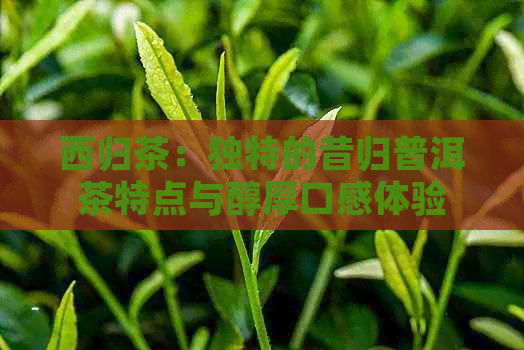 西归茶：独特的昔归普洱茶特点与醇厚口感体验