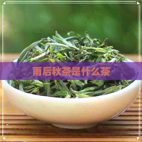 雨后秋茶是什么茶