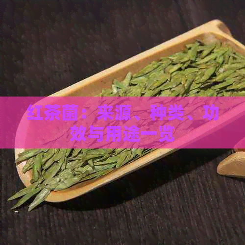 红茶菌：来源、种类、功效与用途一览