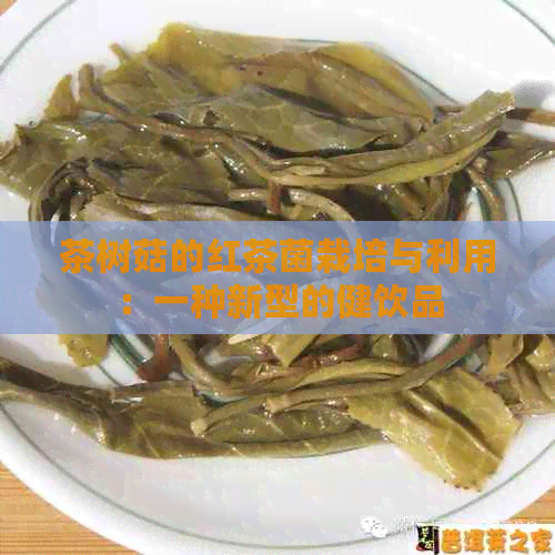 茶树菇的红茶菌栽培与利用：一种新型的健饮品