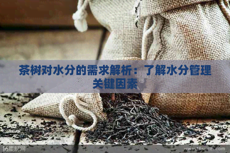 茶树对水分的需求解析：了解水分管理关键因素