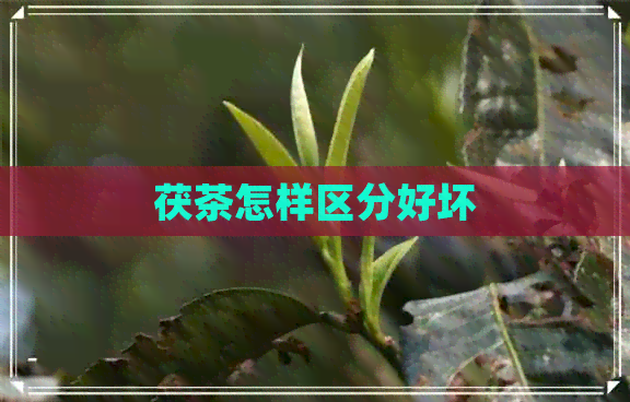 茯茶怎样区分好坏