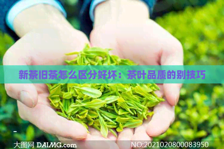 新茶旧茶怎么区分好坏：茶叶品质的别技巧