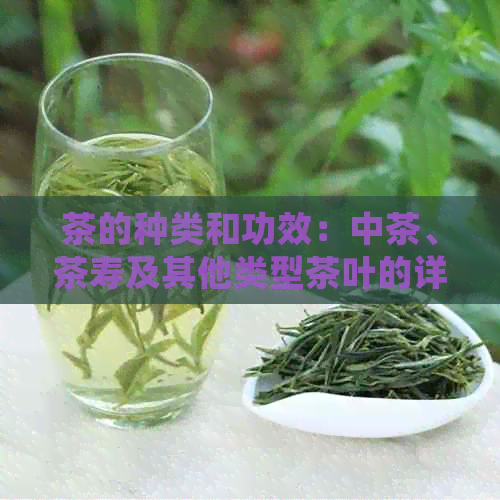 茶的种类和功效：中茶、茶寿及其他类型茶叶的详细介绍与比较