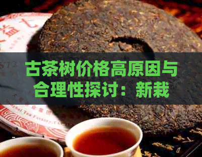 古茶树价格高原因与合理性探讨：新栽培茶树数倍，茶叶多少钱一斤？