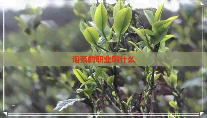 泡茶的职业叫什么