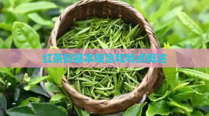 红茶的基本概念和特点概述