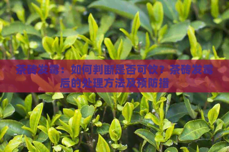 茶砖发霉：如何判断是否可饮？茶砖发霉后的处理方法及预防措