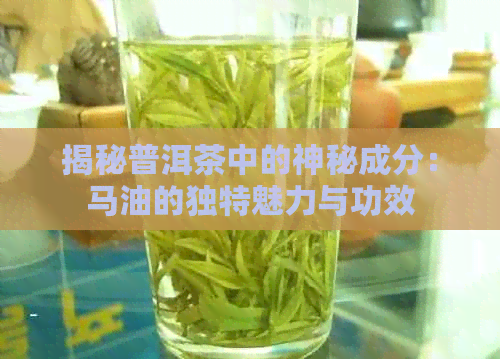 揭秘普洱茶中的神秘成分：马油的独特魅力与功效