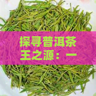 探寻普洱茶王之源：一不为人知的历与传承