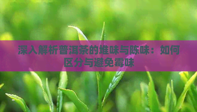 深入解析普洱茶的堆味与陈味：如何区分与避免霉味