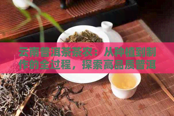 云南普洱茶茶农：从种植到制作的全过程，探索高品质普洱茶的奥秘