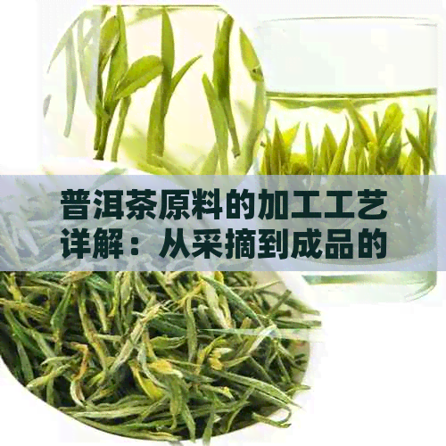 普洱茶原料的加工工艺详解：从采摘到成品的全过程分析