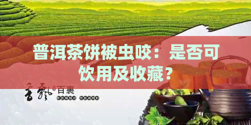 普洱茶饼被虫咬：是否可饮用及收藏？