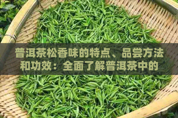 普洱茶松香味的特点、品尝方法和功效：全面了解普洱茶中的松香味