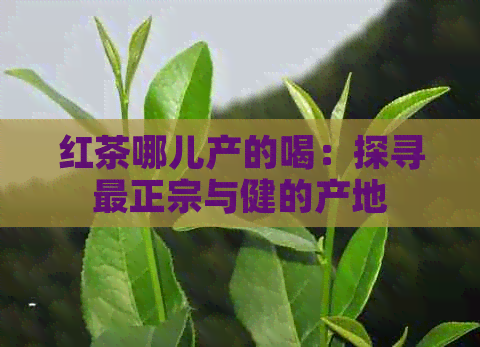 红茶哪儿产的喝：探寻最正宗与健的产地