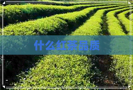 什么红茶品质