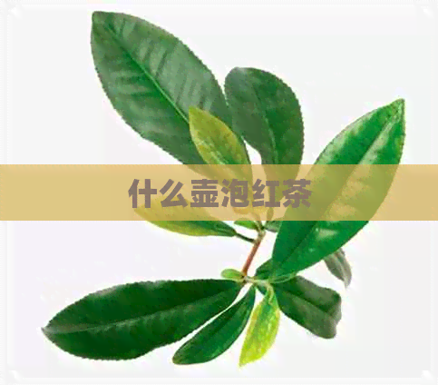 什么壶泡红茶